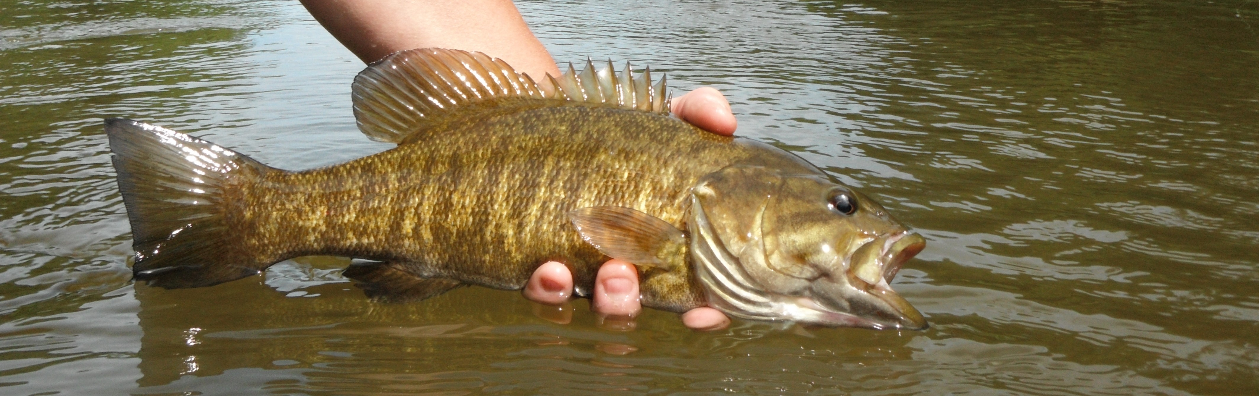 Smallmouth Bass Pictures 41